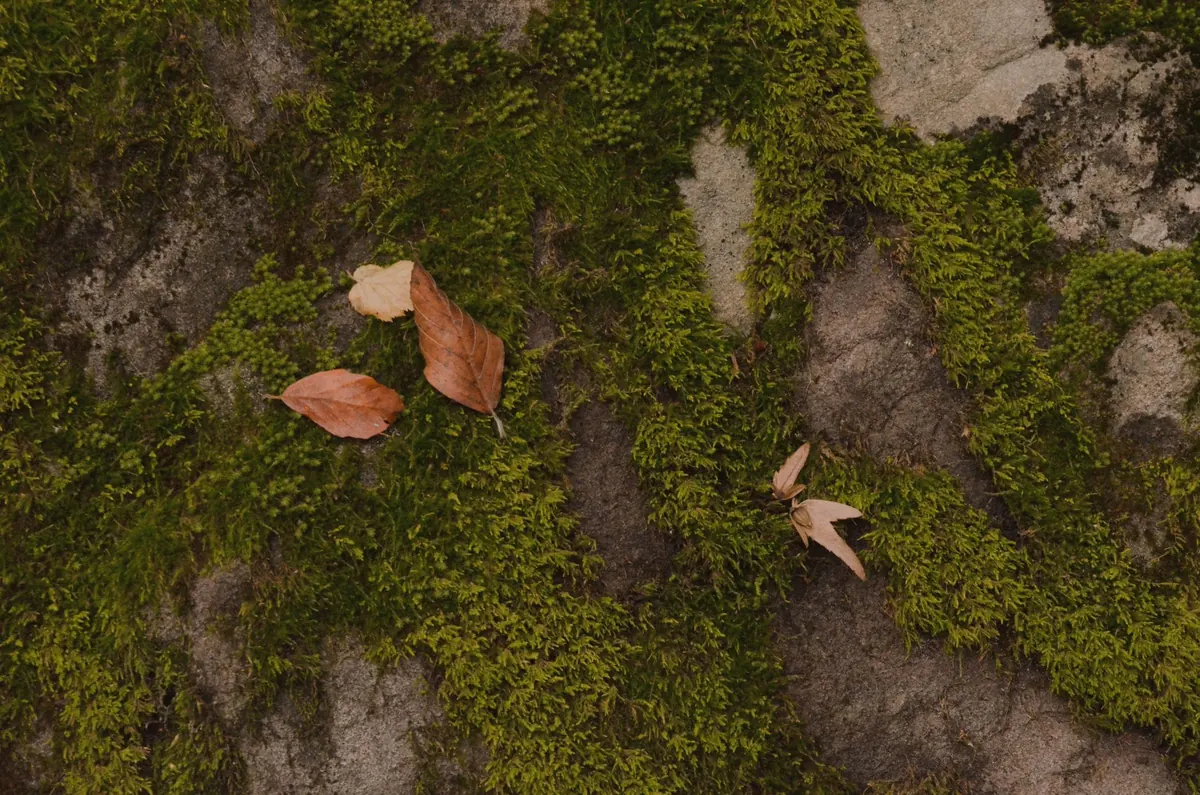 Checklist: Reviving Dry, Brown Moss After a Hot UK Summer