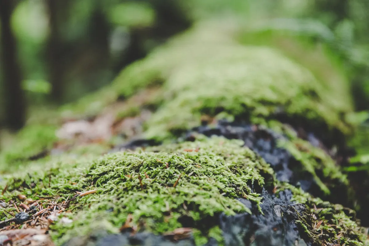 Collecting Moss Responsibly in the UK: A Legal and Ethical Checklist