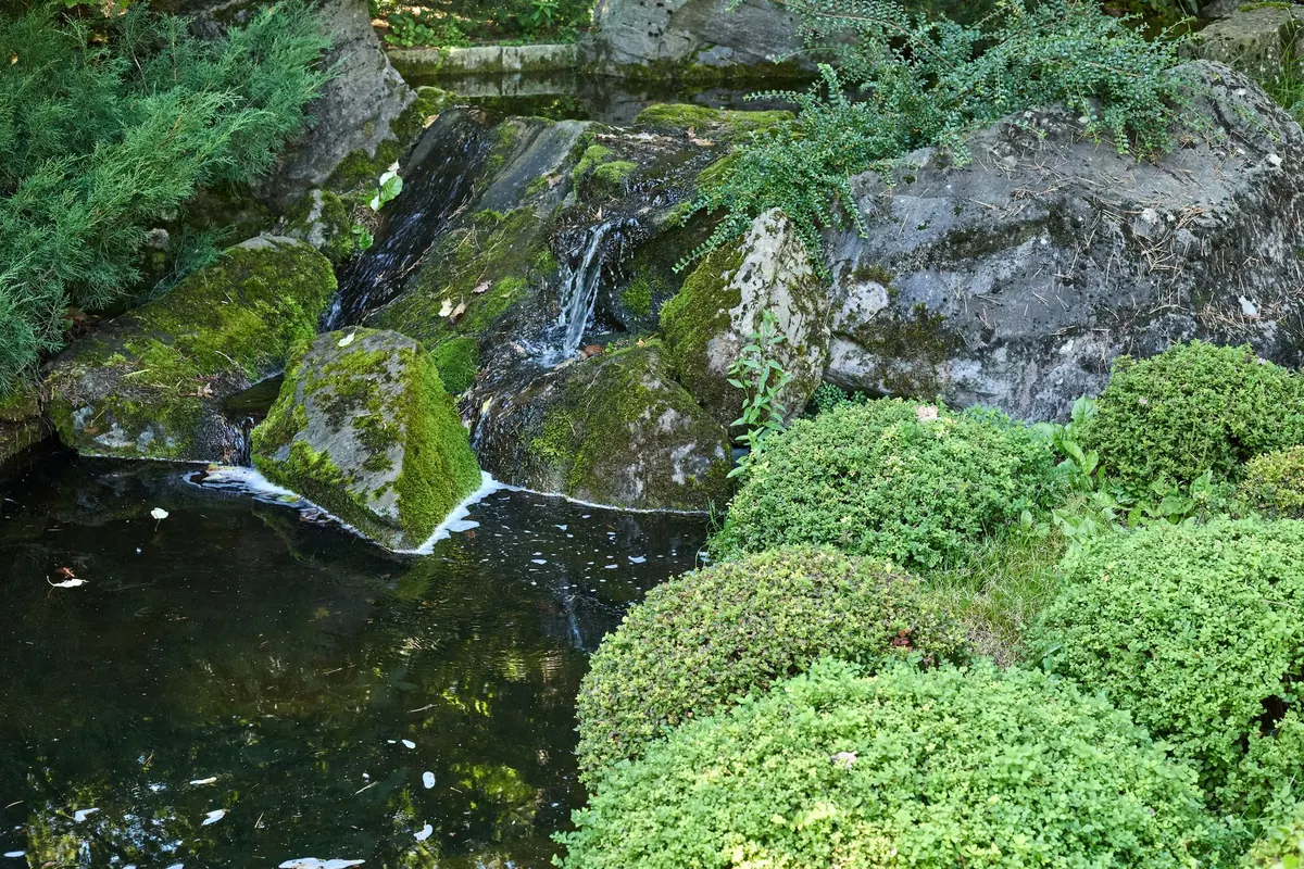 Common Mistakes When Watering Moss Gardens (and How to Fix Them)