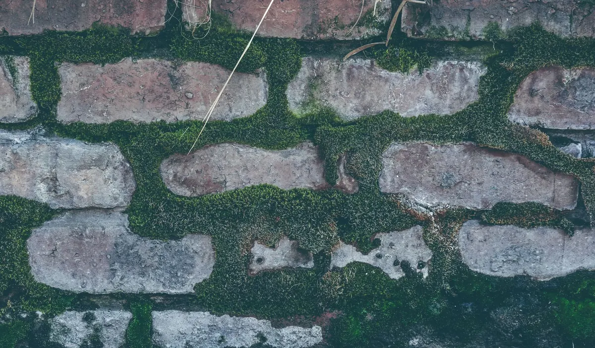 How to Grow Moss on Stone Walls in a UK Garden: A Step-by-Step Guide