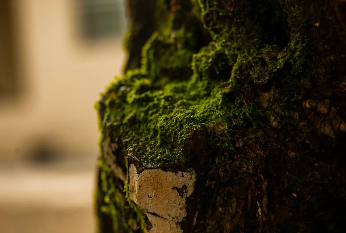 Identification: Telling Spoon Moss, Feather Moss and Sheet Moss Apart
