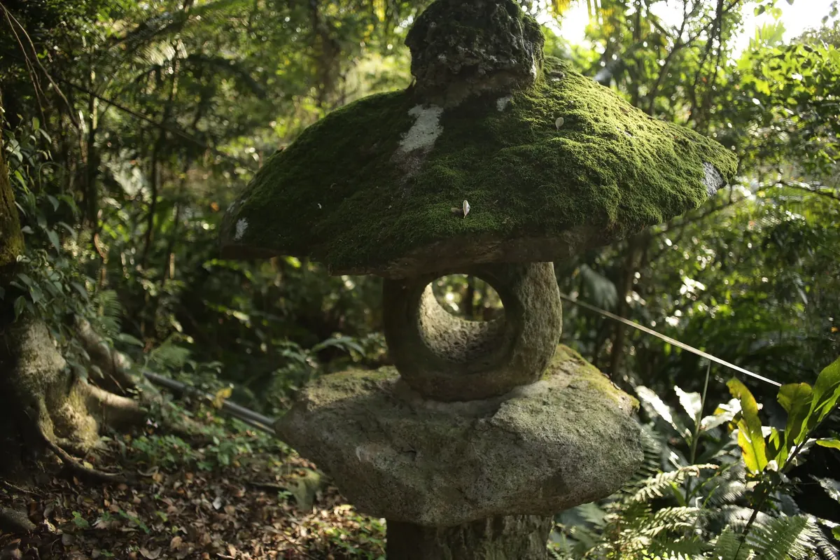 Moss Types for Shade: 10 Varieties That Thrive in North-Facing UK Gardens
