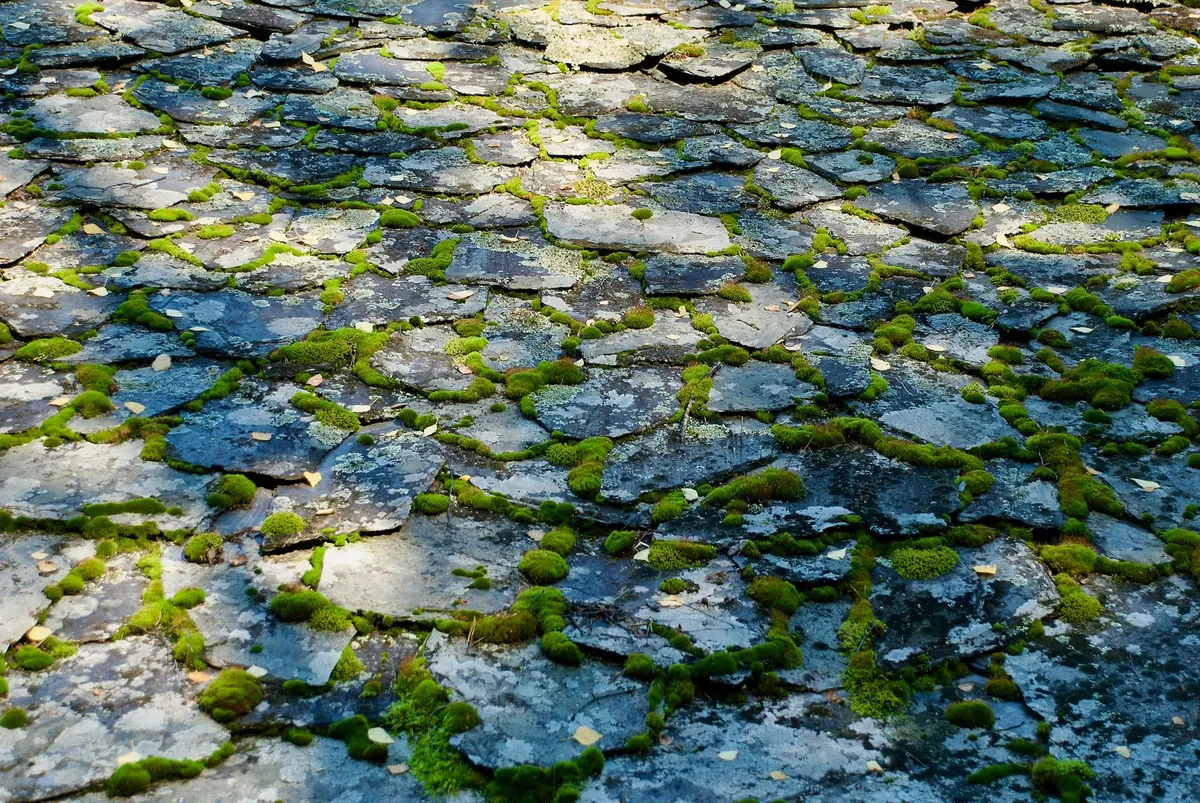 Moss vs Liverwort: What's Growing on Your Path and Does It Matter?