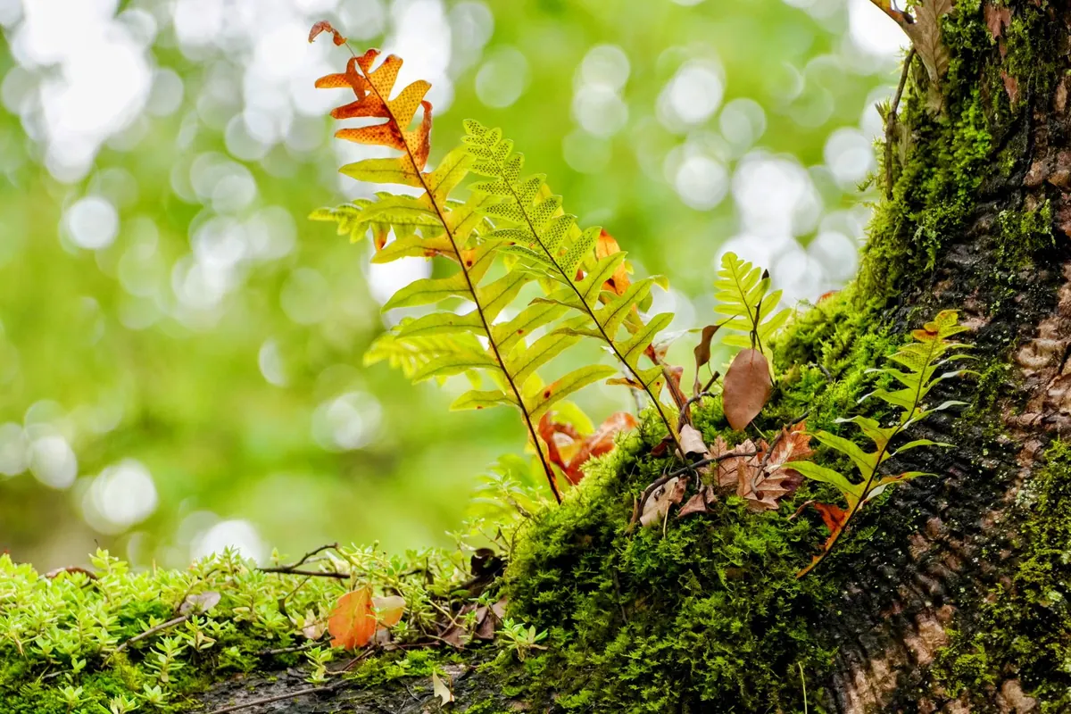 Seasonal Moss Care Calendar for the UK: What to Do Each Month